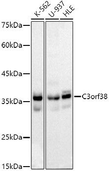 Western blot analysis of extracts of various cell lines, using C3orf38 antibody at 1:1000 dilution. Secondary antibody: HRP Goat Anti-Rabbit IgG (H+L) at 1:10000 dilution. Lysates/proteins: 25ug per lane. Blocking buffer: 3% nonfat dry milk in TBST. Detection: ECL Basic Kit. Exposure time: 30s.