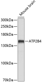 Anti-ATP2B4 Antibody (CAB10105)