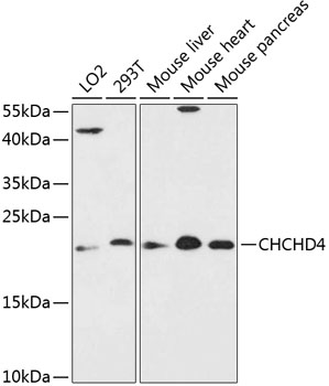 Anti-CHCHD4 Antibody (CAB13139)