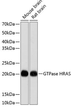 Anti-GTPase HRAS Antibody (CAB19619)