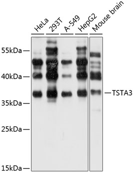 Anti-TSTA3 Antibody (CAB4169)