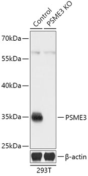 Anti-PSME3 Antibody [KO Validated] (CAB18021)