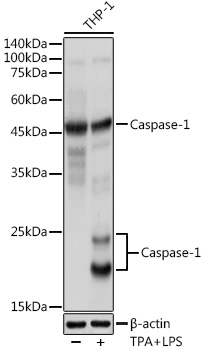 Anti-Caspase-1 Antibody (CAB0964)