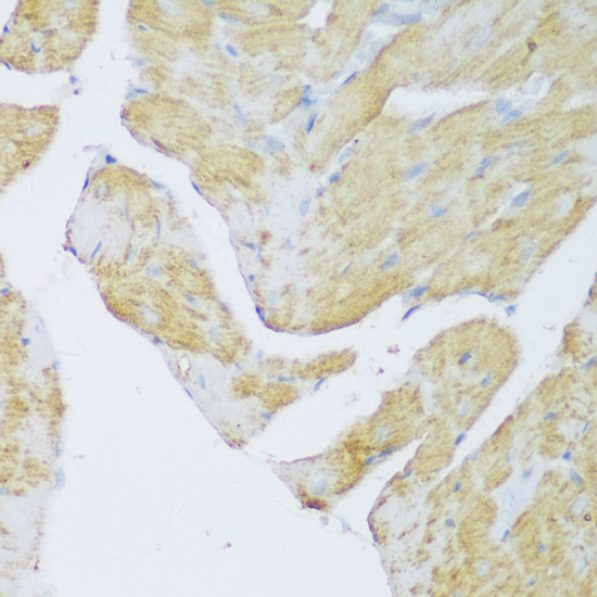 Anti-DENR Antibody (CAB13699)