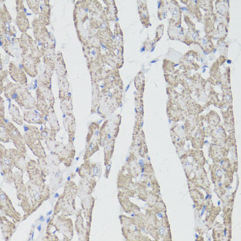 Anti-CD59 Antibody (CAB1689)