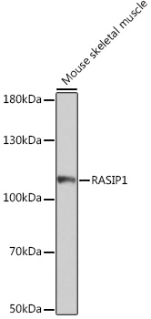 Anti-RASIP1 Antibody (CAB18466)