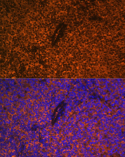 Anti-CD27 Antibody (CAB1945)