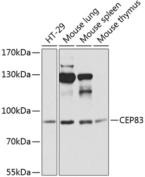 Anti-CEP83 Polyclonal Antibody (CAB8491)