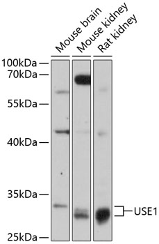 Anti-USE1 Antibody (CAB13147)