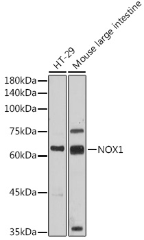 Anti-NOX1 Antibody (CAB17137)