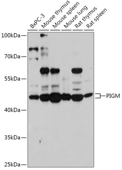 Anti-PIGM Antibody (CAB17811)