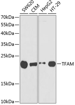 Anti-TFAM Antibody (CAB1926)