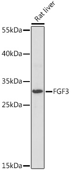 Anti-FGF3 Antibody (CAB16850)