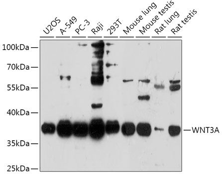 Anti-WNT3A Antibody (CAB0642)