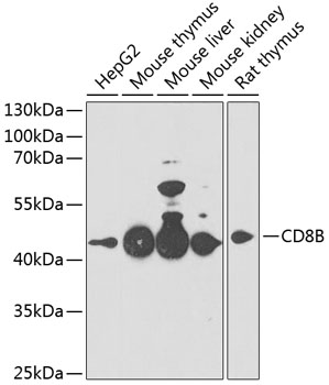 Anti-CD8B Antibody (CAB3286)