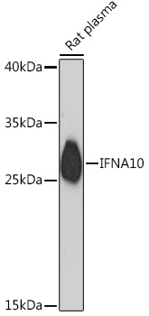 Anti-IFNA10 Antibody (CAB16880)