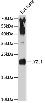 Anti-LYZL1 Antibody (CAB13823)