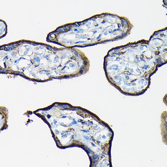 Anti-CD98 Antibody [KO Validated] (CAB19880)