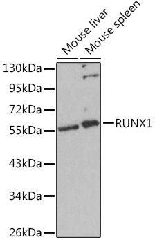 Anti-RUNX1 Antibody (CAB2055)