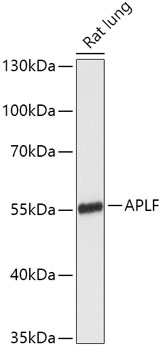 Anti-APLF Antibody (CAB17842)