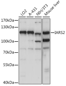 Anti-IARS2 Antibody (CAB15861)