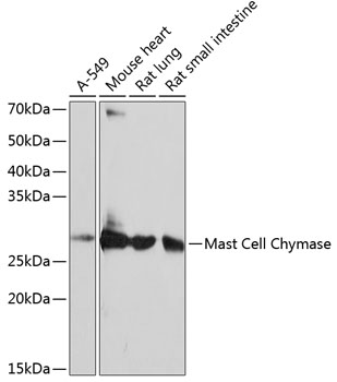 Anti-Mast Cell Chymase Antibody