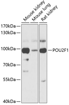 Anti-POU2F1 Antibody (CAB13527)