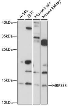 Anti-MRPS33 Antibody (CAB14893)