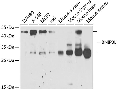 Anti-BNIP3L Antibody (CAB6283)