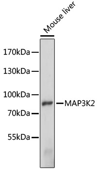 Anti-MAP3K2 Antibody (CAB15135)