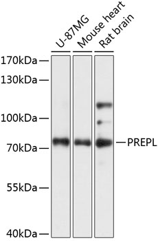 Anti-PREPL Antibody (CAB14348)