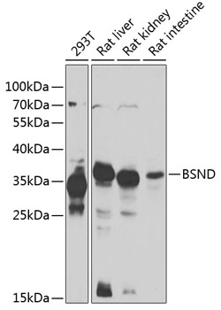 Anti-BSND Antibody (CAB7747)