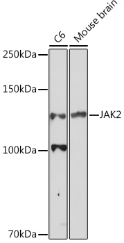 Anti-JAK2 Antibody (CAB11497)