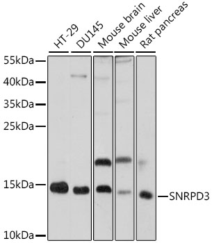 Anti-SNRPD3 Antibody (CAB16070)