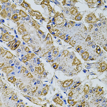 Anti-Gm13125 Antibody (CAB12619)