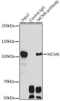 Anti-MCM6 Antibody (CAB1955)