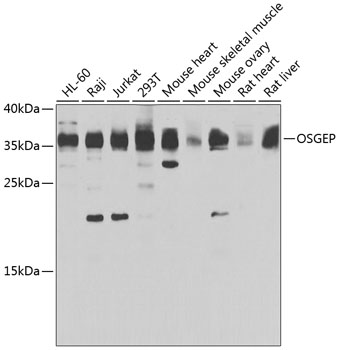 Anti-OSGEP Antibody (CAB7473)