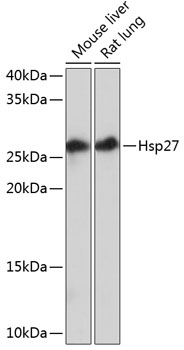 Anti-Hsp27 Antibody