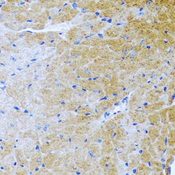 Anti-BMP3 Antibody (CAB6877)