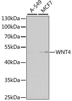 Anti-WNT4 Antibody (CAB7809)