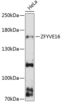 Anti-ZFYVE16 Antibody (CAB13154)