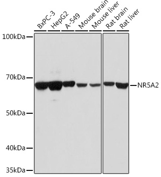 Anti-NR5A2 Antibody (CAB13688)