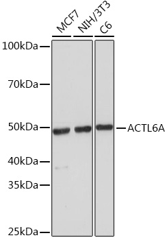 Anti-ACTL6A Antibody (CAB7709)