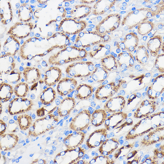 Anti-HLA-DRA Antibody (CAB1579)