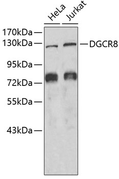 Anti-DGCR8 Antibody (CAB6019)