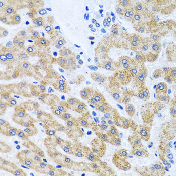 Anti-SCO1 Antibody (CAB6734)