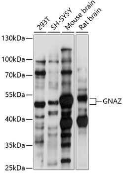 Anti-GNAZ Antibody (CAB14737)