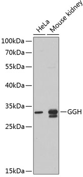 Anti-GGH Antibody (CAB5464)