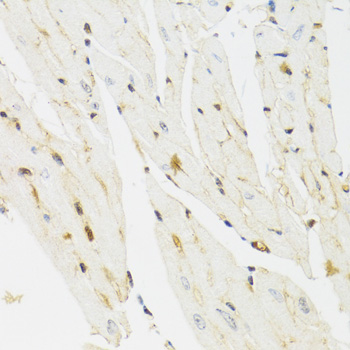 Anti-THAP1 Antibody (CAB7472)