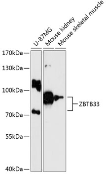 Anti-ZBTB33 Antibody (CAB12900)